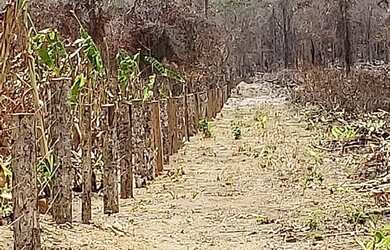 Imagem 12: ARRENDO FAZENDA DE 6000 HECTARES EM RORAIMA IDEAL PARA CULTURA SOJA E...