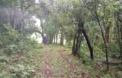 Imagem 6: OPORTUNIDADE Lindo terreno com nascente, riacho, vista e mata