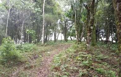 Imagem 4: OPORTUNIDADE Lindo terreno com nascente, riacho, vista e mata