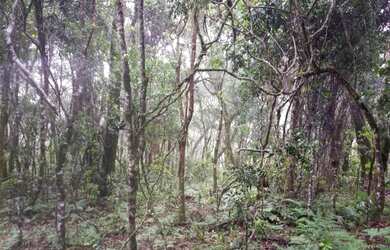 Imagem 7: OPORTUNIDADE Lindo terreno com nascente, riacho, vista e mata