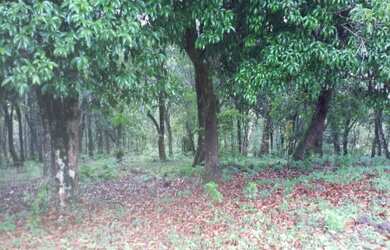 Imagem 2: OPORTUNIDADE Lindo terreno com nascente, riacho, vista e mata