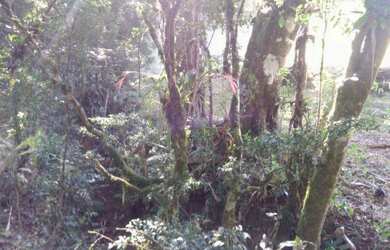 Imagem 14: OPORTUNIDADE Lindo terreno, completo