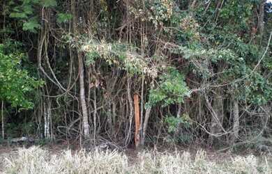 Imagem 3: Belíssima área com linda vista próxima à cachoeira dos Henriques