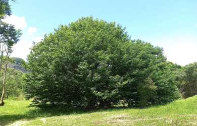 Imagem 16: Lindo Terreno com vista para Pedra do Forno e Pedra Chanfrada