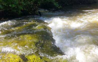 Imagem 13: Corredeira à venda, 750000 m² por RS 500.000 - Área Rural - Manaus-AM