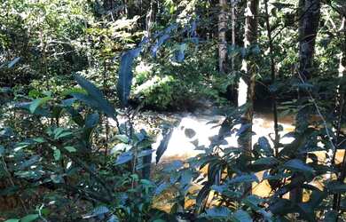 Imagem 15: Corredeira à venda, 750000 m² por RS 500.000 - Área Rural - Manaus-AM