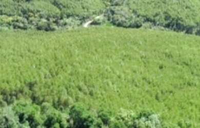 Imagem 4: Fazenda à venda, 1563600 m² por RS 11.000.000,00 - RIO APIAI - Ribeirão...