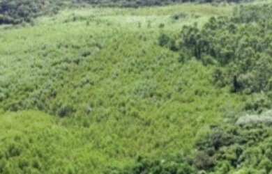 Imagem 6: Fazenda à venda, 1563600 m² por RS 11.000.000,00 - RIO APIAI - Ribeirão...