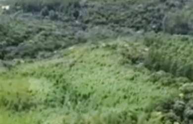 Imagem 9: Fazenda à venda, 1563600 m² por RS 11.000.000,00 - RIO APIAI - Ribeirão...