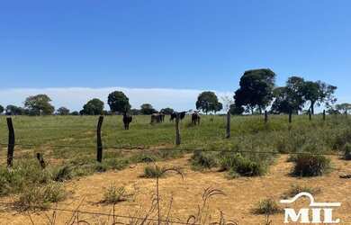 Imagem 3: Fazenda de 179 alqueires 871 hectares em São Miguel do Araguaia - GO