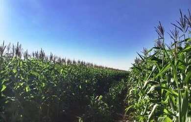 Imagem 5: Aceita permuta. 