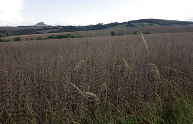 Imagem 7: Fazenda em Ibaiti. 