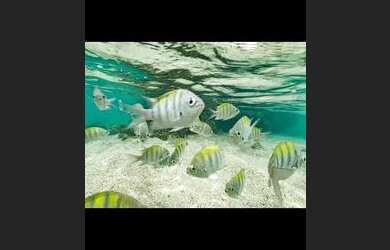 Imagem 9: Maragogi - Praia de Antunes