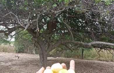 Imagem 3: Vendo ou troco terreno em Iaçu/BA por moto