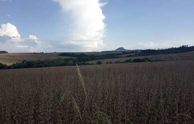 Imagem 8: Fazenda em Ibaiti. 