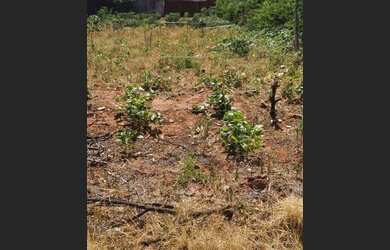 Imagem 4: Terreno em Tapejara-Pr. 787m² de Área