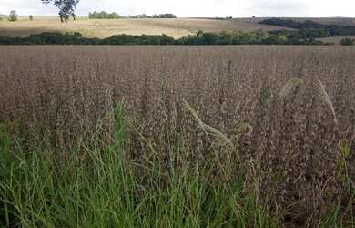 Imagem 6: Fazenda em Ibaiti. 
