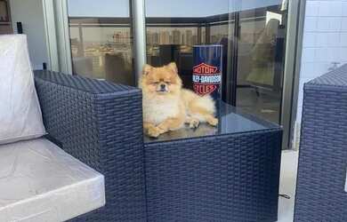 Imagem 14: APARTAMENTO RESIDENCIAL em RIO DE JANEIRO - RJ, BARRA DA TIJUCA