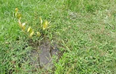 Imagem 14: Oportunidade - Vendo Fazenda região do Rio Palmital - Luziânia