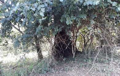 Imagem 6: Chácara de 14,52 HEC em Água Fria - 5Km da cidade