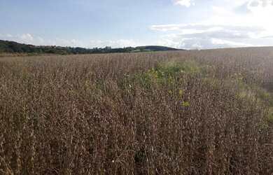 Imagem 1: Fazenda em Ibaiti. 