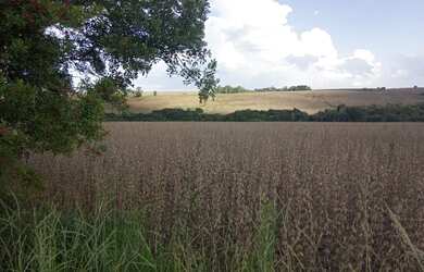 Imagem 9: Fazenda em Ibaiti. 