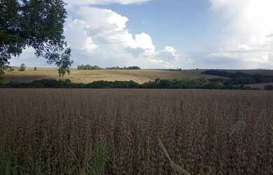 Imagem 3: Fazenda em Ibaiti. 