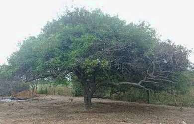 Imagem 1: Vendo ou troco terreno em Iaçu/BA por moto