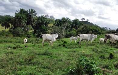Imagem: A fazenda possui 1.364.000m² de Área e está localizado em
