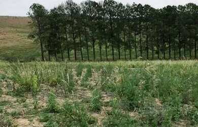 Imagem 3: Lote/Terreno para venda possui 500 metros quadrados em Jardim Colonial...