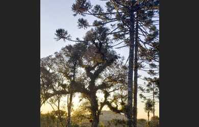 Imagem 2: Sítio em Urubici/Área rural em Urubici/ chácara em Urubici