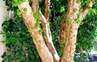 Imagem 16: CASA JUNDIAÍ JARDIM ERMIDA II