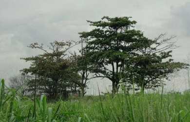 Imagem 4: Sítio em Santa Cruz. 89.000m² de Área