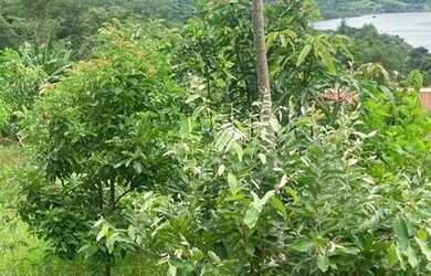 Imagem 3: Usina Capim Branco, Araguari, Rancho de Recreio Condomínio