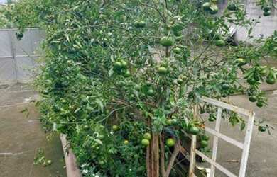 Imagem 9: Vendo terreno de 300m² na Brasilândia - São Gonçalo