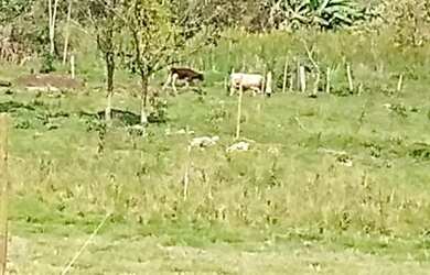 Imagem: A chácara possui 6.000m² de Área e está localizado em Rio