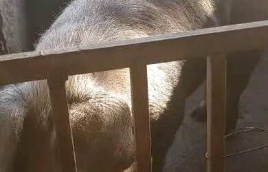 Imagem 6: Chacará 2 alq, Excelente Localização 5 minutos de Goiânia, pela BR...