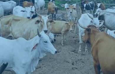 Imagem: A fazenda está localizado em Centro, Urucuia à venda por R$1.600.000