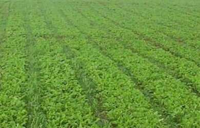 Imagem: A fazenda possui 870.000m² de Área e está localizado em