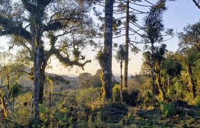 Imagem 4: Sítio em Urubici/Área rural em Urubici/ chácara em Urubici