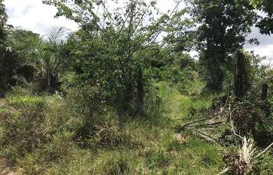 Imagem 4: Vendo fazenda com 280 ta em Santa Luzia do Itanhy