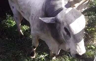 Imagem: A fazenda possui 300.000m² de Área e está localizado em