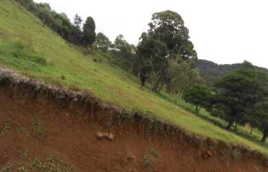 Imagem 11: Oportunidade em pinhão