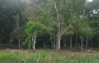 Imagem 6: Terreno 118.000M². 118.000m² de Área