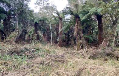 Imagem 2: Terreno de 2 hectare em Urubici