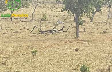 Imagem 9: FAZENDA À VENDA NO VALE DO ARAGUAIA - TO - 1.462 HECTARES (DUPLA APTIDÃO