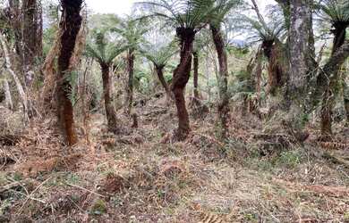 Imagem 3: Terreno de 2 hectare em Urubici