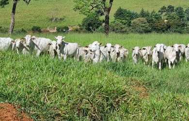 Imagem 3: Fazenda para Venda - FAZENDA, FLORESTAL - 110000m², 3 vagas