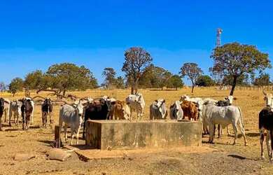 Imagem 7: Propriedade rural para investimento: fazenda com equipamentos e infraestrutura em Luziânia