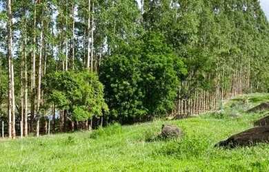 Imagem: A chácara possui 2.000m² de Área e está localizado em Centro